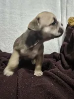 June , a female English Bulldog for sale in Hope Mills, NC – 7 of 10