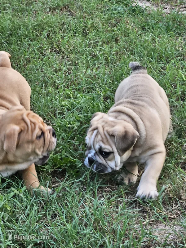 June  – English Bulldog puppy for sale in Hope Mills, NC