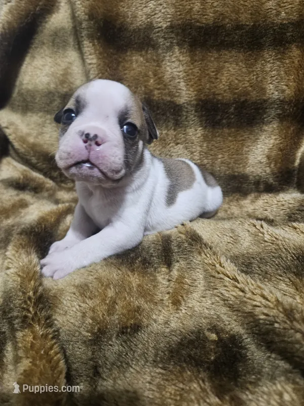 Kodak – English Bulldog puppy for sale in Hope Mills, NC