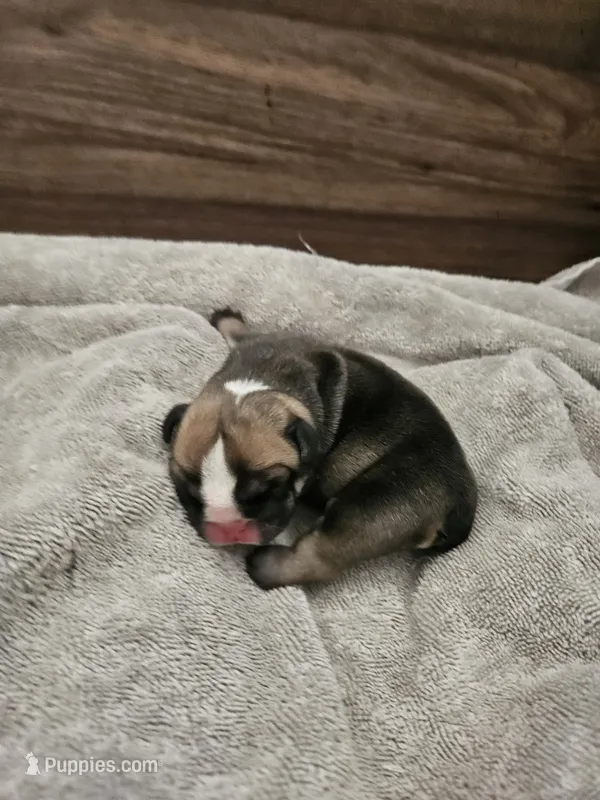 June – English Bulldog puppy for sale in Hope Mills, NC