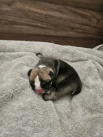 June, a female English Bulldog for sale in Hope Mills, NC – 1 of 5