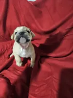 English Bulldog, a  English Bulldog for sale in Hope Mills, NC – 3 of 3