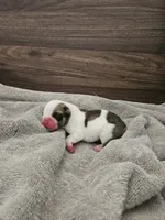 Jacob, a male English Bulldog for sale in Hope Mills, NC – 4 of 5