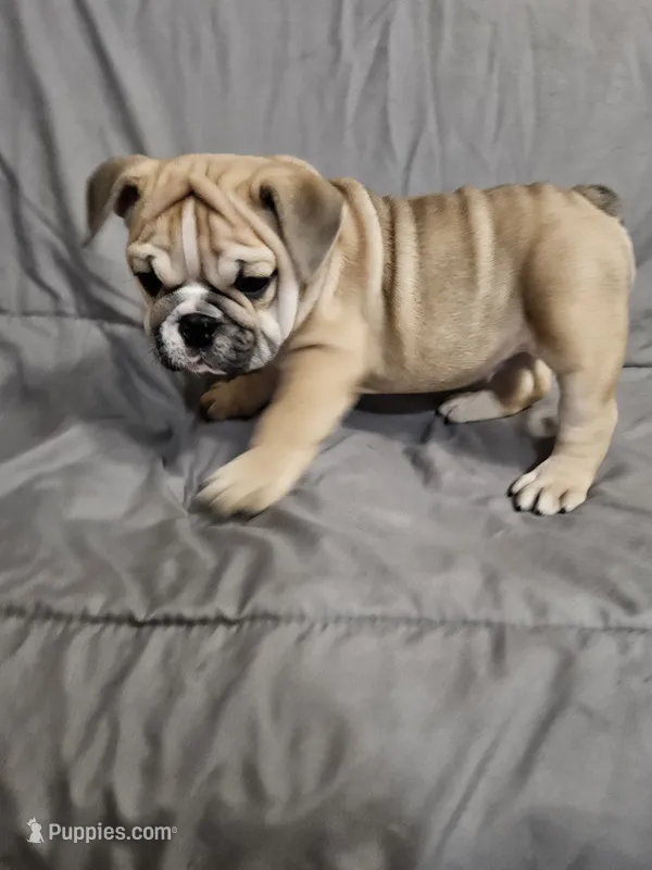June  – English Bulldog puppy for sale in Hope Mills, NC