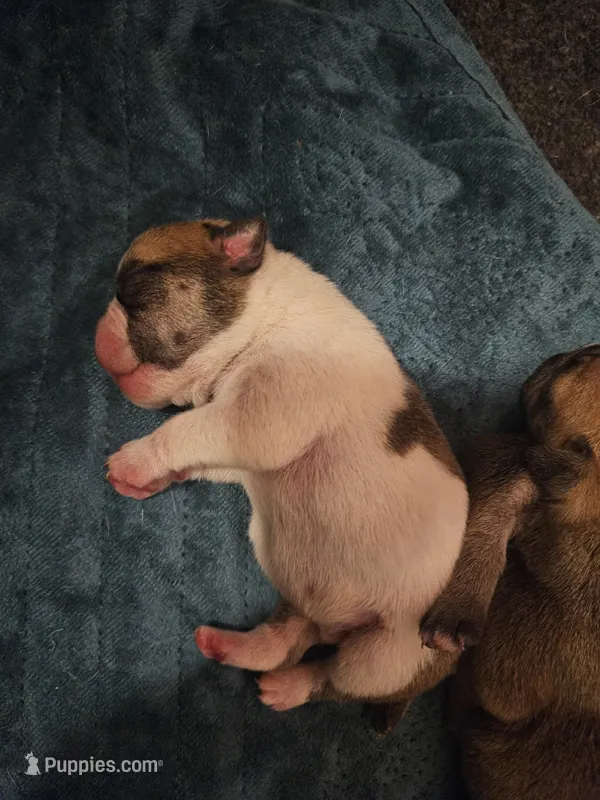 Jacob – English Bulldog puppy for sale in Hope Mills, NC