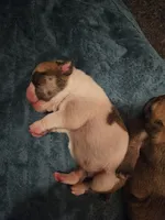 Bosco, a male English Bulldog for sale in Hope Mills, NC – 1 of 3