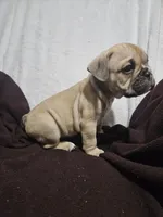 Brodie, a male English Bulldog for sale in Hope Mills, NC – 5 of 10