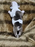 Kodak, a male English Bulldog for sale in Hope Mills, NC – 3 of 7