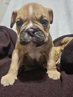 Louie, a male English Bulldog for sale in Hope Mills, NC – 6 of 7