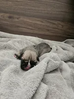 Ghost, a male English Bulldog for sale in Hope Mills, NC – 2 of 6