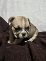 June , a female English Bulldog for sale in Hope Mills, NC – 5 of 10