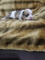 Kodak, a male English Bulldog for sale in Hope Mills, NC – 4 of 7