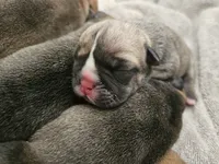 Ghost, a male English Bulldog for sale in Hope Mills, NC – 3 of 6