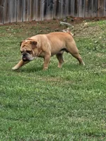 Brohms, a male English Bulldog for sale in Hope Mills, NC – 1 of 3