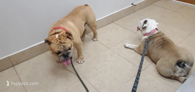Brohms – English Bulldog puppy for sale in Hope Mills, NC