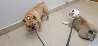 Brohms, a male English Bulldog for sale in Hope Mills, NC – 1 of 1