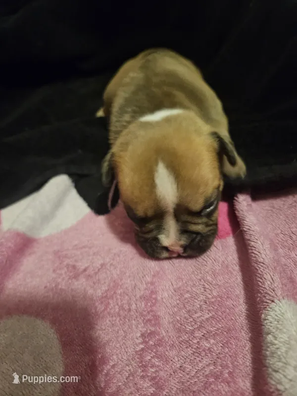 Louie – English Bulldog puppy for sale in Hope Mills, NC