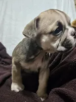 June , a female English Bulldog for sale in Hope Mills, NC – 1 of 10