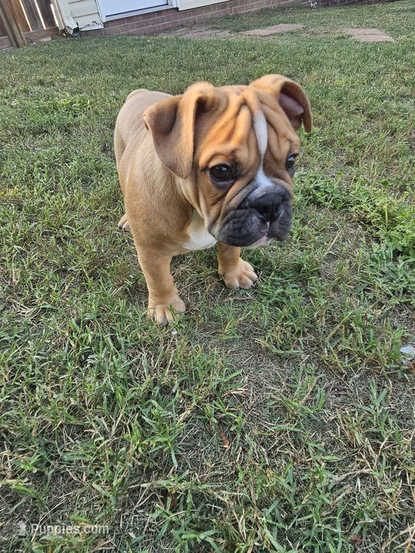 Louie – English Bulldog puppy for sale in Hope Mills, NC