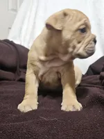 Brohms , a male English Bulldog for sale in Hope Mills, NC – 7 of 10