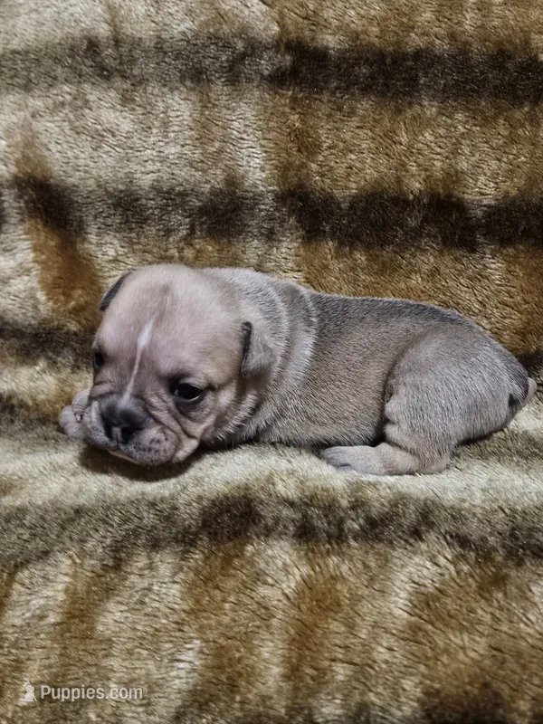 Brohms  – English Bulldog puppy for sale in Hope Mills, NC