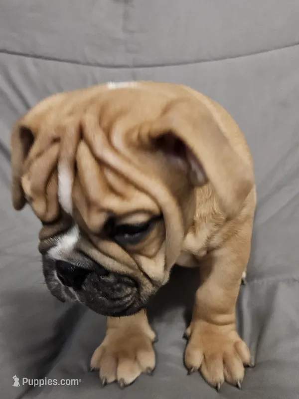 Louie – English Bulldog puppy for sale in Hope Mills, NC