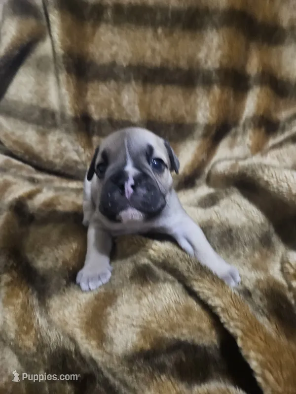 Ghost – English Bulldog puppy for sale in Hope Mills, NC