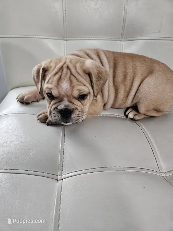 English Bulldog – English Bulldog puppy for sale in Hope Mills, NC