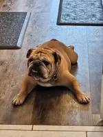 Brohms, a male English Bulldog for sale in Hope Mills, NC – 1 of 1