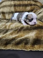 Kodak, a male English Bulldog for sale in Hope Mills, NC – 7 of 7