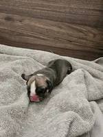 June, a female English Bulldog for sale in Hope Mills, NC – 4 of 5