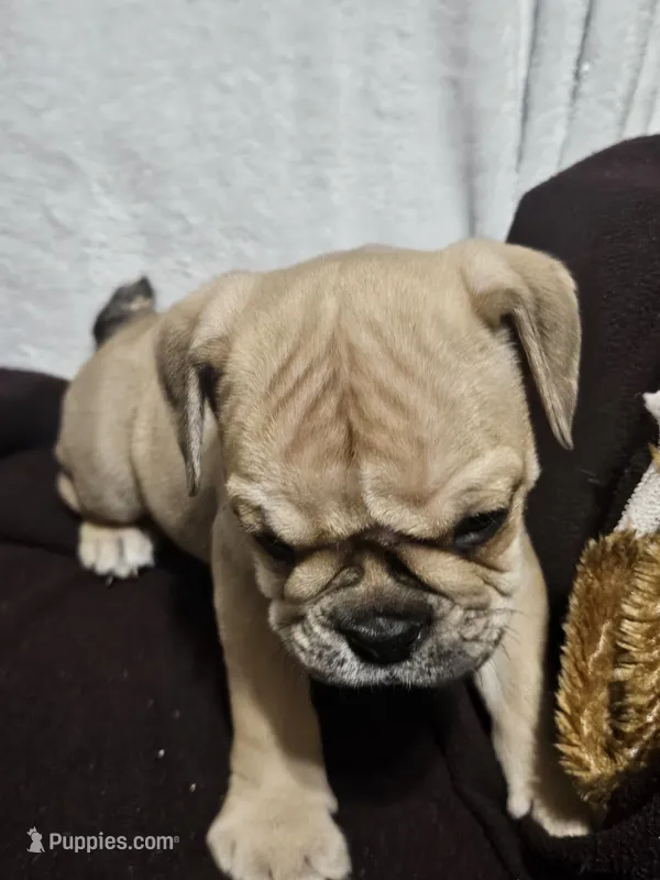 Hotch – English Bulldog puppy for sale in Hope Mills, NC