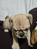 Hotch, a male English Bulldog for sale in Hope Mills, NC – 1 of 4