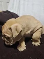 Brohms , a male English Bulldog for sale in Hope Mills, NC – 4 of 10