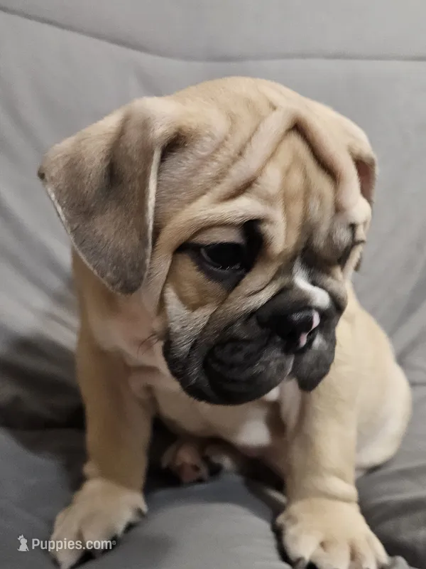Brody – English Bulldog puppy for sale in Hope Mills, NC