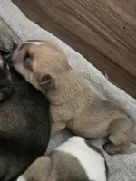 Brohms 2, a male English Bulldog for sale in Hope Mills, NC – 4 of 5