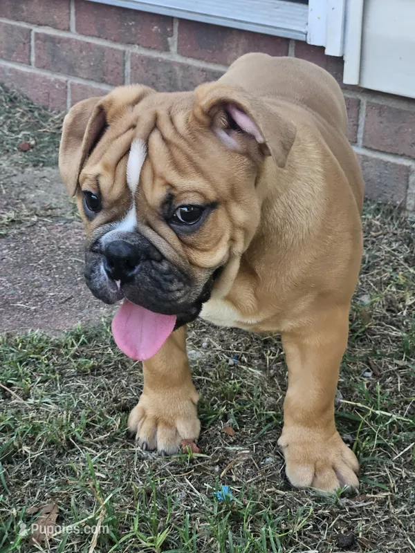 Louie – English Bulldog puppy for sale in Hope Mills, NC