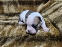 Kodak, a male English Bulldog for sale in Hope Mills, NC – 2 of 7
