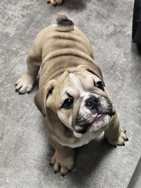 June  – English Bulldog puppy for sale in Hope Mills, NC