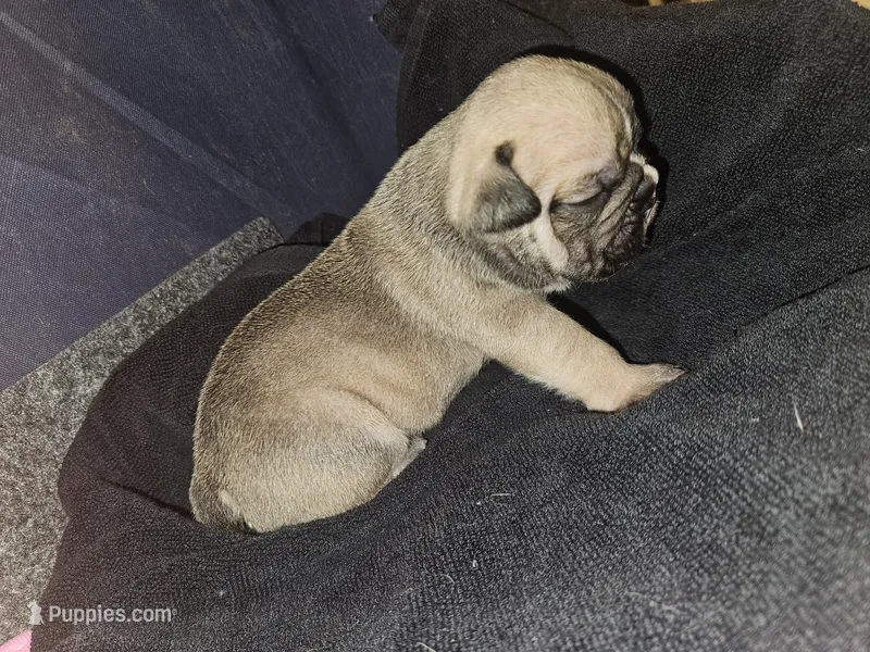 Ghost – English Bulldog puppy for sale in Hope Mills, NC