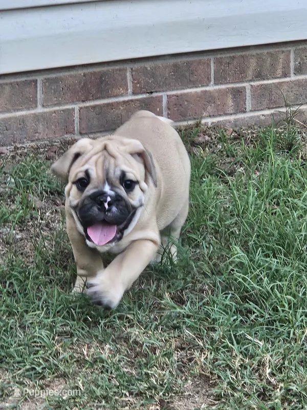 Brody – English Bulldog puppy for sale in Hope Mills, NC
