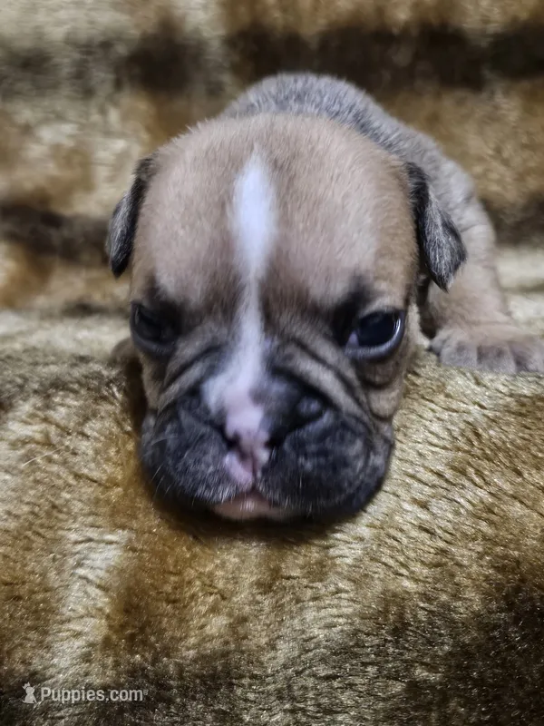 Louie – English Bulldog puppy for sale in Hope Mills, NC