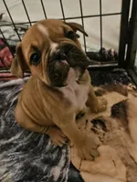Louie, a male English Bulldog for sale in Hope Mills, NC – 1 of 7