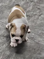 Kodak, a male English Bulldog for sale in Hope Mills, NC – 3 of 4