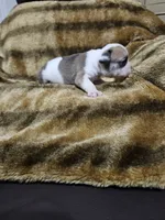 Kodak, a male English Bulldog for sale in Hope Mills, NC – 6 of 7