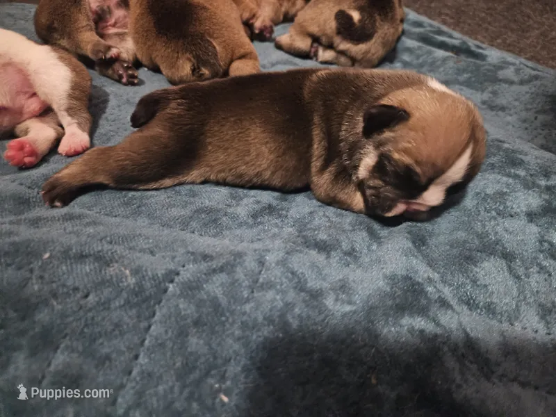 June – English Bulldog puppy for sale in Hope Mills, NC