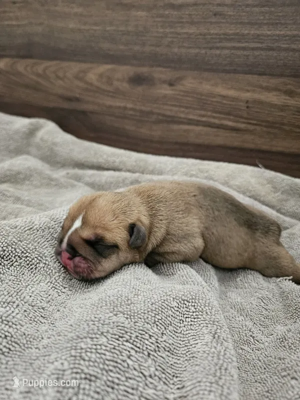 Brohms 2 – English Bulldog puppy for sale in Hope Mills, NC