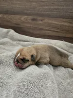 Brohms 2, a male English Bulldog for sale in Hope Mills, NC – 1 of 5
