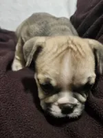 June , a female English Bulldog for sale in Hope Mills, NC – 6 of 10