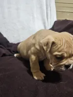 Brohms , a male English Bulldog for sale in Hope Mills, NC – 3 of 10